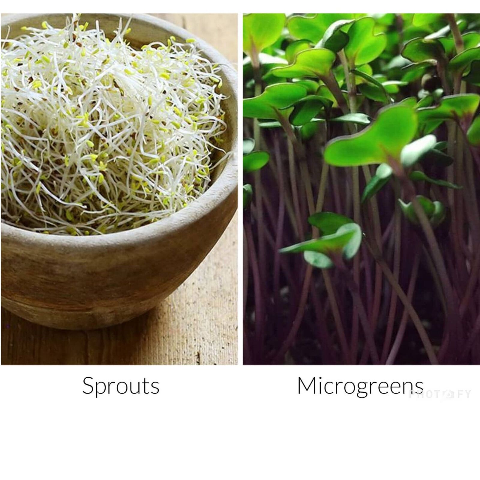 Comparison photo: a bowl of pale sprouts labeled Sprouts next to leafy green shoots labeled Microgreens