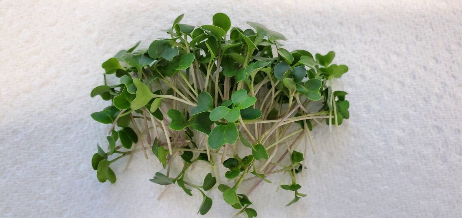 A small bunch of broccoli microgreens on a white background