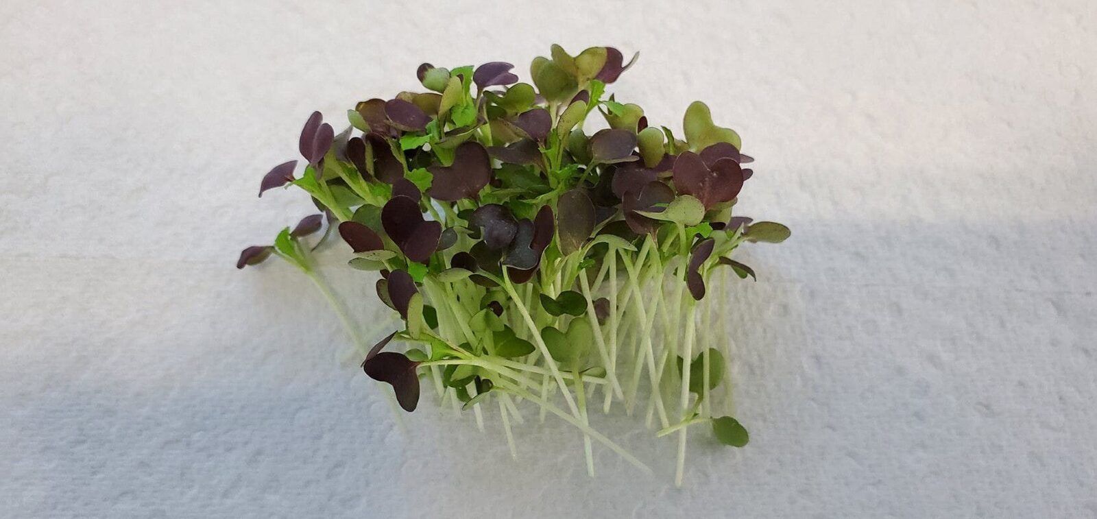 A small bunch of garnet mustard microgreens with dark red leaves