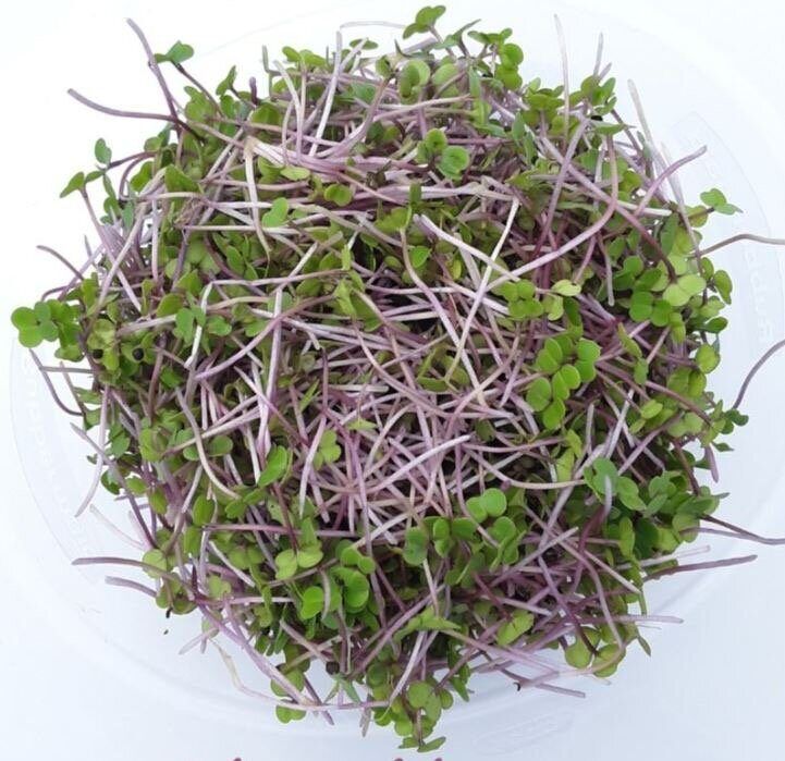 Red Russian kale microgreens with pink stems and green leaves