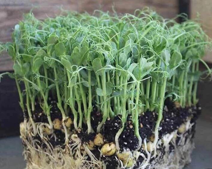 Tall green pea shoots growing from a tray of soil