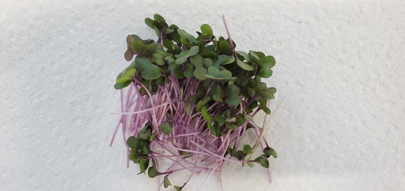 A small bunch of red cabbage microgreens with purple stems