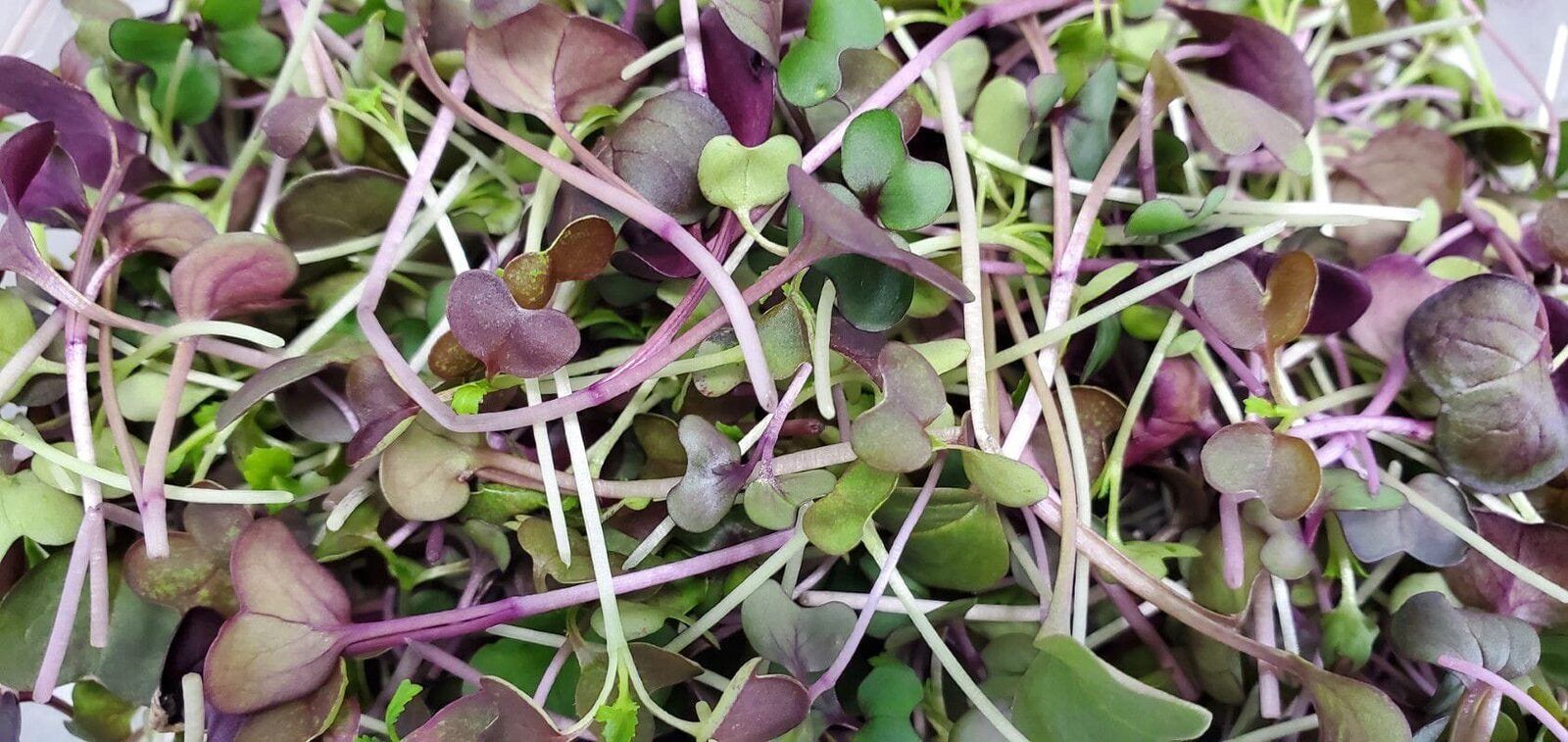 Spicy microgreens mix of red cabbage, radish and garnet mustard